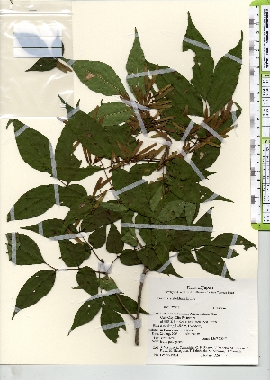  ( - TW021984)  @11 [ ] Copyright (2021) Unspecified Forestry and Forest Products Research Institute