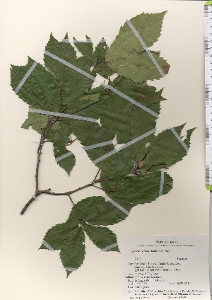  ( - TW021986)  @11 [ ] Copyright (2021) Unspecified Forestry and Forest Products Research Institute