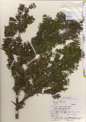  (Taxus cuspidata var. nana - TW022036)  @11 [ ] Copyright (2021) Unspecified Forestry and Forest Products Research Institute