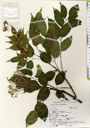  ( - TW022506)  @11 [ ] Copyright (2021) Unspecified Forestry and Forest Products Research Institute