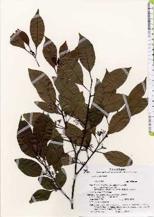  ( - TW022543)  @11 [ ] Copyright (2021) Unspecified Forestry and Forest Products Research Institute
