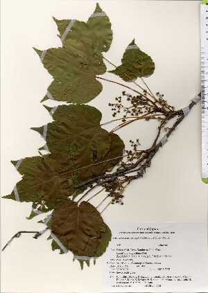  ( - TW022544)  @11 [ ] Copyright (2021) Unspecified Forestry and Forest Products Research Institute