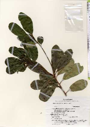  ( - TW022571)  @11 [ ] Copyright (2021) Unspecified Forestry and Forest Products Research Institute