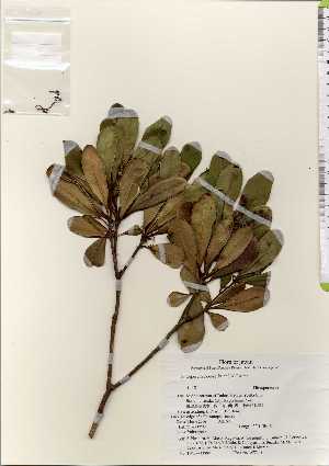  ( - TW022580)  @11 [ ] Copyright (2021) Unspecified Forestry and Forest Products Research Institute