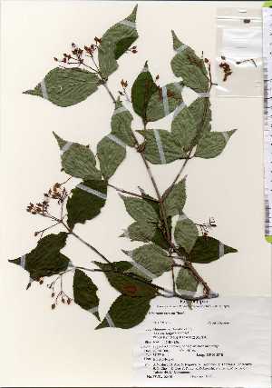  ( - TW022600)  @11 [ ] Copyright (2021) Unspecified Forestry and Forest Products Research Institute