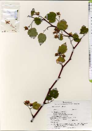  (Rubus crataegifolius - TW022606)  @11 [ ] Copyright (2021) Unspecified Forestry and Forest Products Research Institute