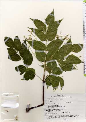  ( - TW022615)  @11 [ ] Copyright (2021) Unspecified Forestry and Forest Products Research Institute
