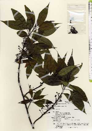  ( - TW022639)  @11 [ ] Copyright (2021) Unspecified Forestry and Forest Products Research Institute