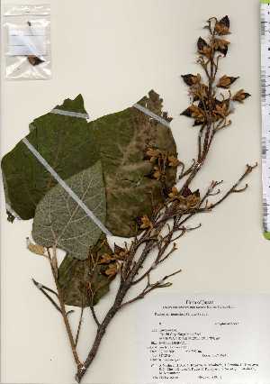  ( - TW022646)  @11 [ ] Copyright (2021) Unspecified Forestry and Forest Products Research Institute