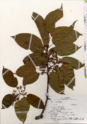 ( - TW022649)  @11 [ ] Copyright (2021) Unspecified Forestry and Forest Products Research Institute