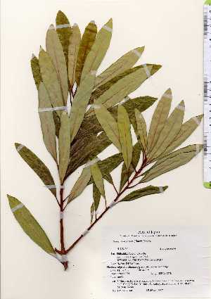  ( - TW022660)  @11 [ ] Copyright (2021) Unspecified Forestry and Forest Products Research Institute