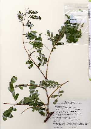  ( - TW022677)  @11 [ ] Copyright (2021) Unspecified Forestry and Forest Products Research Institute
