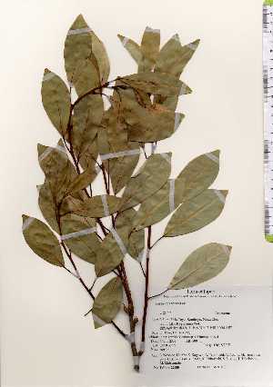  ( - TW022680)  @11 [ ] Copyright (2021) Unspecified Forestry and Forest Products Research Institute