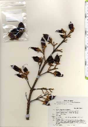  ( - TW022718)  @11 [ ] Copyright (2021) Unspecified Forestry and Forest Products Research Institute