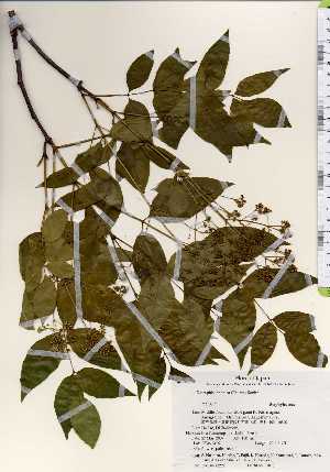  ( - TW023277)  @11 [ ] Copyright (2021) Unspecified Forestry and Forest Products Research Institute