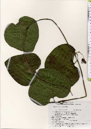  ( - TW023302)  @11 [ ] Copyright (2021) Unspecified Forestry and Forest Products Research Institute