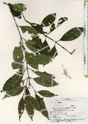  ( - TW023336)  @11 [ ] Copyright (2021) Unspecified Forestry and Forest Products Research Institute