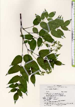  ( - TW023345)  @11 [ ] Copyright (2021) Unspecified Forestry and Forest Products Research Institute