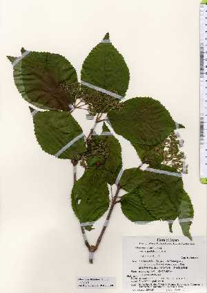  ( - TW023407)  @11 [ ] Copyright (2021) Unspecified Forestry and Forest Products Research Institute