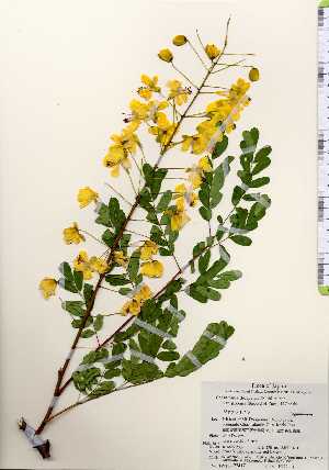  ( - TW023417)  @11 [ ] Copyright (2021) Unspecified Forestry and Forest Products Research Institute