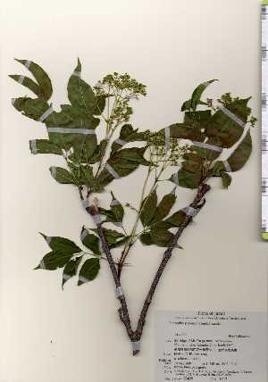  ( - TW023429)  @11 [ ] Copyright (2021) Unspecified Forestry and Forest Products Research Institute