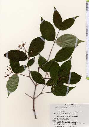  ( - TW023431)  @11 [ ] Copyright (2021) Unspecified Forestry and Forest Products Research Institute