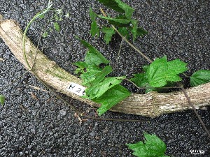  ( - TW023435)  @11 [ ] Copyright (2021) Unspecified Forestry and Forest Products Research Institute