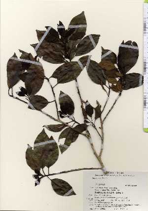  ( - TW023452)  @11 [ ] Copyright (2021) Unspecified Forestry and Forest Products Research Institute