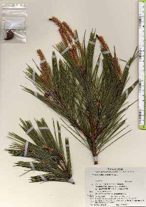  ( - TW023474)  @11 [ ] Copyright (2021) Unspecified Forestry and Forest Products Research Institute