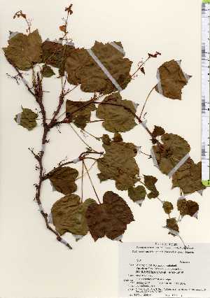  ( - TW023483)  @11 [ ] Copyright (2021) Unspecified Forestry and Forest Products Research Institute
