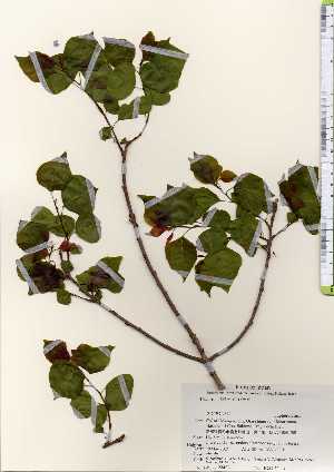  ( - TW023493)  @11 [ ] Copyright (2021) Unspecified Forestry and Forest Products Research Institute