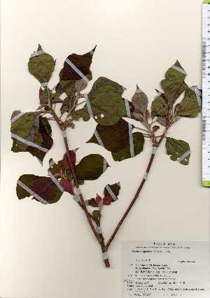  ( - TW023517)  @11 [ ] Copyright (2021) Unspecified Forestry and Forest Products Research Institute