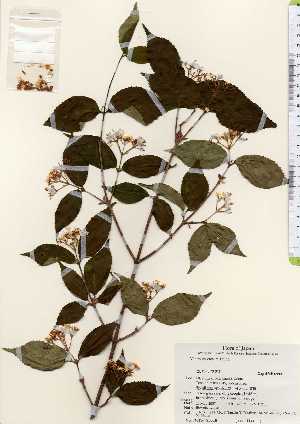  ( - TW023518)  @11 [ ] Copyright (2021) Unspecified Forestry and Forest Products Research Institute