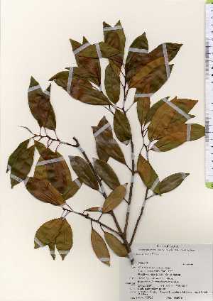  ( - TW023523)  @11 [ ] Copyright (2021) Unspecified Forestry and Forest Products Research Institute