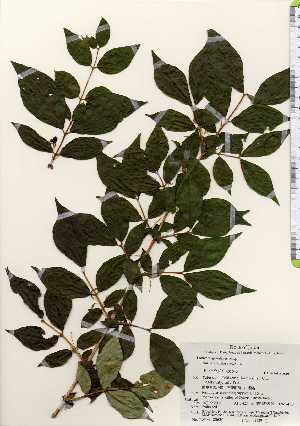  (Lonicera gracilipes var. glandulosa - TW023620)  @11 [ ] Copyright (2021) Unspecified Forestry and Forest Products Research Institute