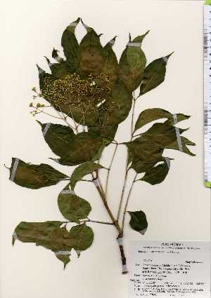 ( - TW023643)  @11 [ ] Copyright (2021) Unspecified Forestry and Forest Products Research Institute