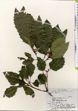  ( - TW023681)  @11 [ ] Copyright (2021) Unspecified Forestry and Forest Products Research Institute