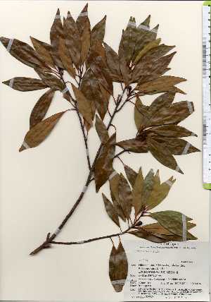  ( - TW023689)  @11 [ ] Copyright (2021) Unspecified Forestry and Forest Products Research Institute
