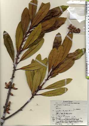  ( - TW023692)  @11 [ ] Copyright (2021) Unspecified Forestry and Forest Products Research Institute