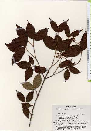  ( - TW023712)  @11 [ ] Copyright (2021) Unspecified Forestry and Forest Products Research Institute