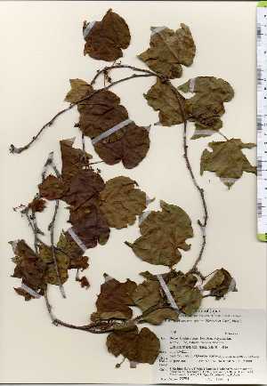  ( - TW023751)  @11 [ ] Copyright (2021) Unspecified Forestry and Forest Products Research Institute