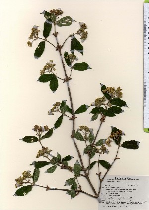  ( - TW023984)  @11 [ ] Copyright (2021) Unspecified Forestry and Forest Products Research Institute