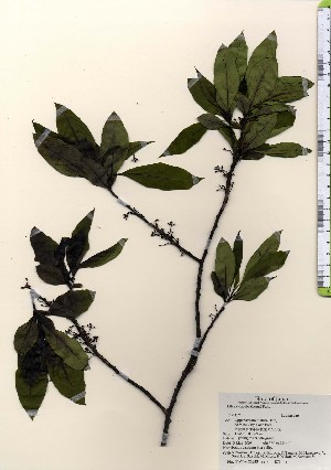  ( - TW024023)  @11 [ ] Copyright (2021) Unspecified Forestry and Forest Products Research Institute