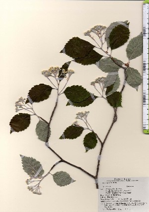  ( - TW024051)  @11 [ ] Copyright (2021) Unspecified Forestry and Forest Products Research Institute