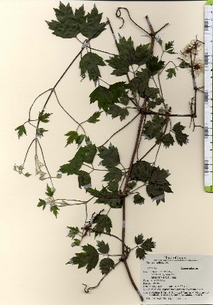  ( - TW024063)  @11 [ ] Copyright (2021) Unspecified Forestry and Forest Products Research Institute
