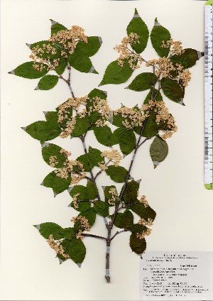  ( - TW024090)  @11 [ ] Copyright (2021) Unspecified Forestry and Forest Products Research Institute