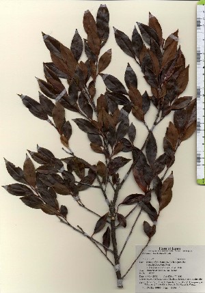 ( - TW024096)  @11 [ ] Copyright (2021) Unspecified Forestry and Forest Products Research Institute