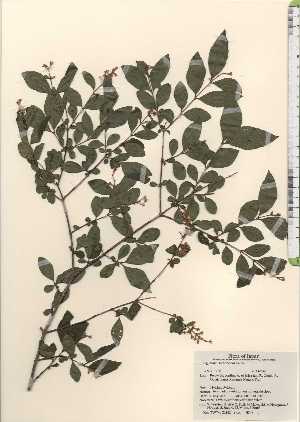  ( - TW024161)  @11 [ ] Copyright (2021) Unspecified Forestry and Forest Products Research Institute