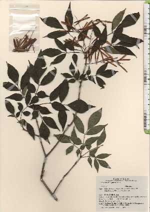  ( - TW024191)  @11 [ ] Copyright (2021) Unspecified Forestry and Forest Products Research Institute