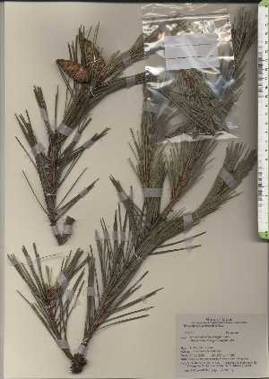  ( - TW024235)  @11 [ ] Copyright (2021) Unspecified Forestry and Forest Products Research Institute